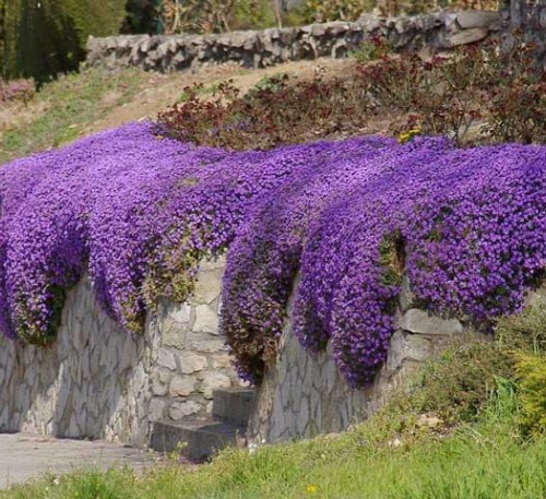 Aubrieta Puprle 